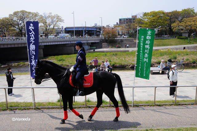 京都府警平安騎馬隊-2