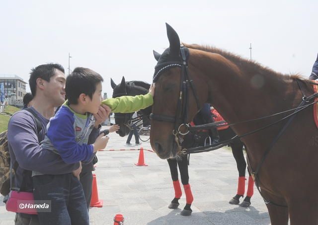 京都府警平安騎馬隊-3