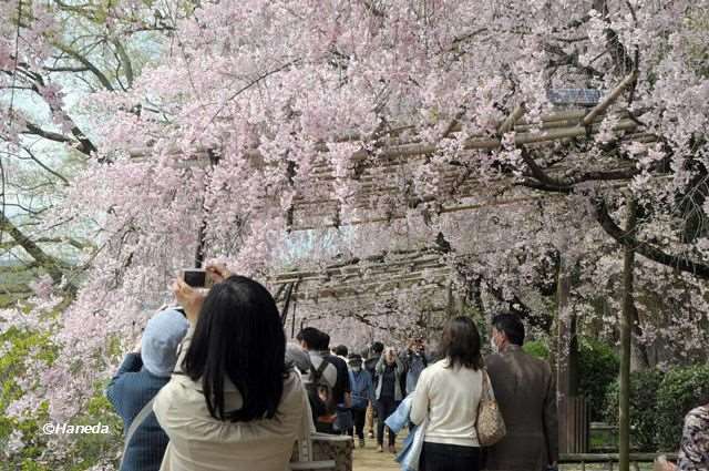 なからぎの道-2