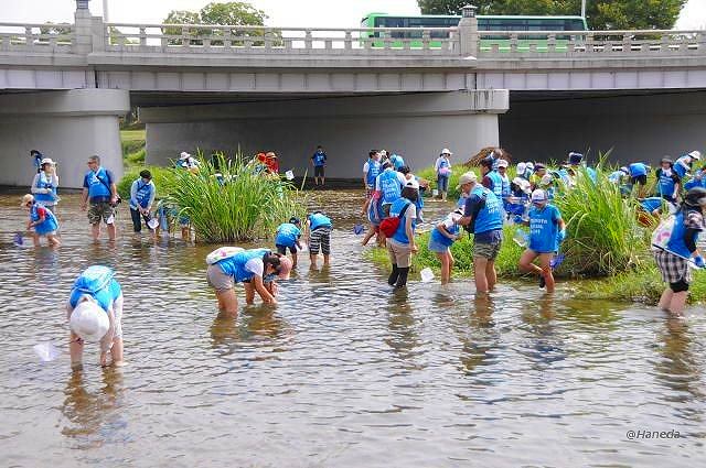 子どもたちによる鴨川の水質と水生生物調査-4
