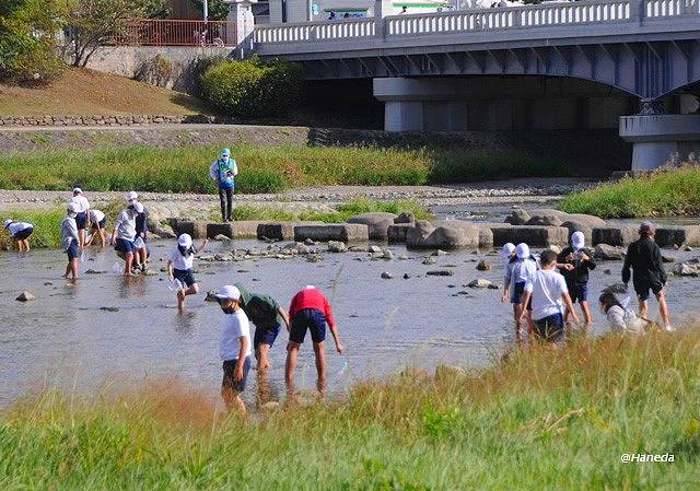 鴨川の水質、水生生物の調査