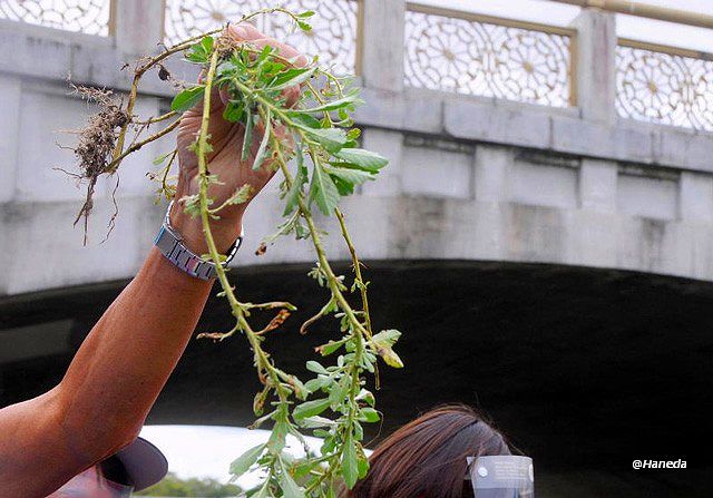 駆除活動 Part Ⅰ-3