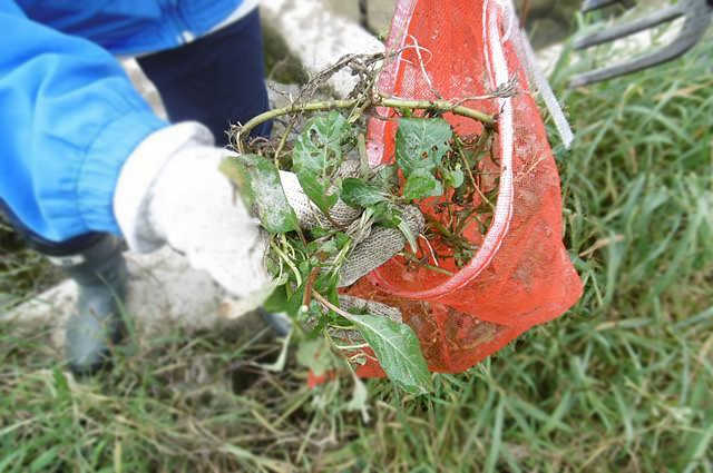 駆除活動 Part Ⅱ-5