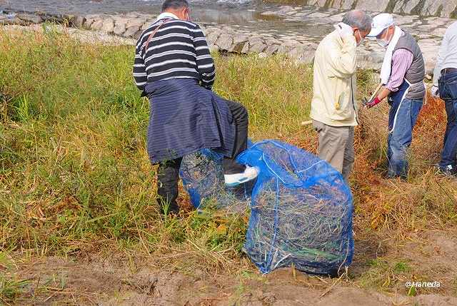 駆除されたオオバナミズキンバイ-2