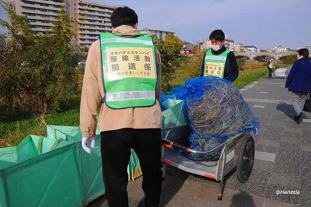 駆除されたオオバナミズキンバイ-3