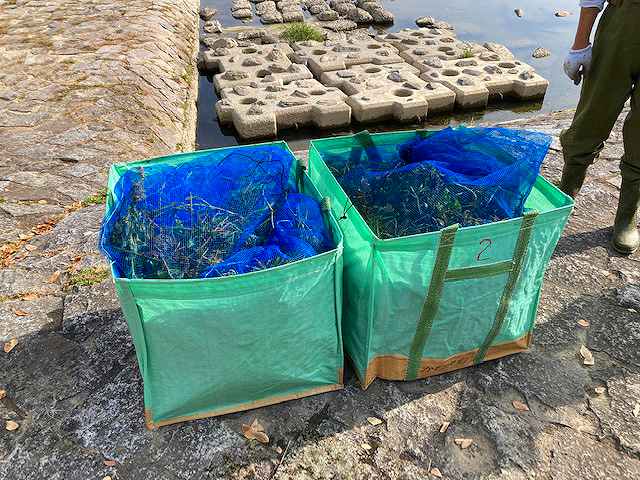 駆除されたオオバナミズキンバイ-4