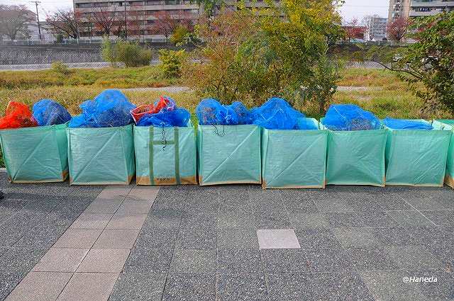 駆除されたオオバナミズキンバイ-5