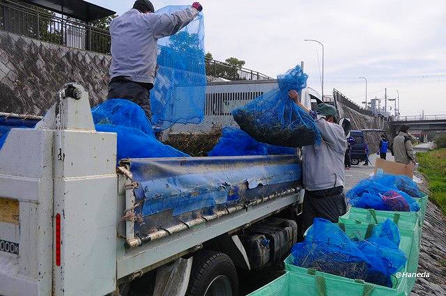 駆除されたオオバナミズキンバイ-6