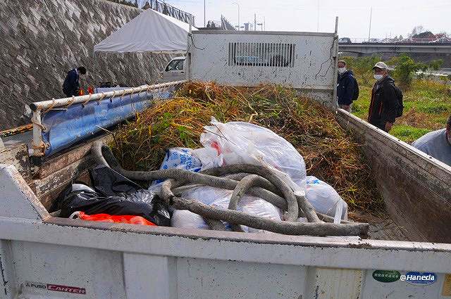駆除されたオオバナミズキンバイ-7