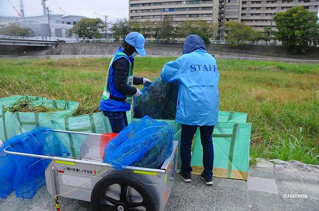 駆除されたオオバナミズキンバイ-2