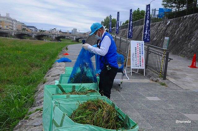 駆除されたオオバナミズキンバイ-3