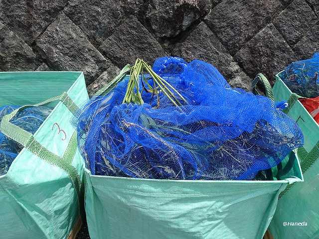 駆除されたオオバナミズキンバイ-3