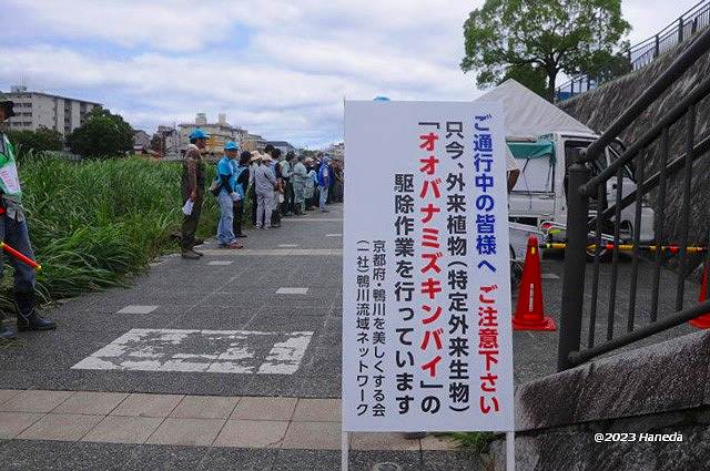 オオバナミズキンバイ駆除