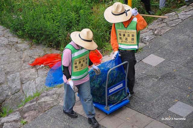 駆除されたオオバナミズキンバイ-4