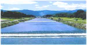京都 鴨川 汚れ た 原因