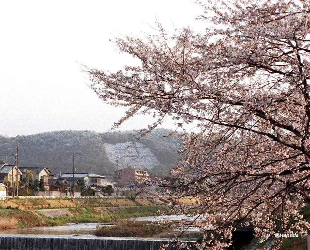 サクラ と 雪