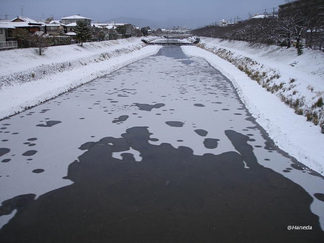 高野川凍結